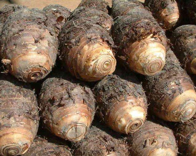 芋頭冷庫建造，芋頭保鮮庫的使用