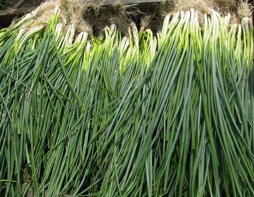 如何利用保鮮冷庫(kù)對(duì)大蔥進(jìn)行正確儲(chǔ)藏？